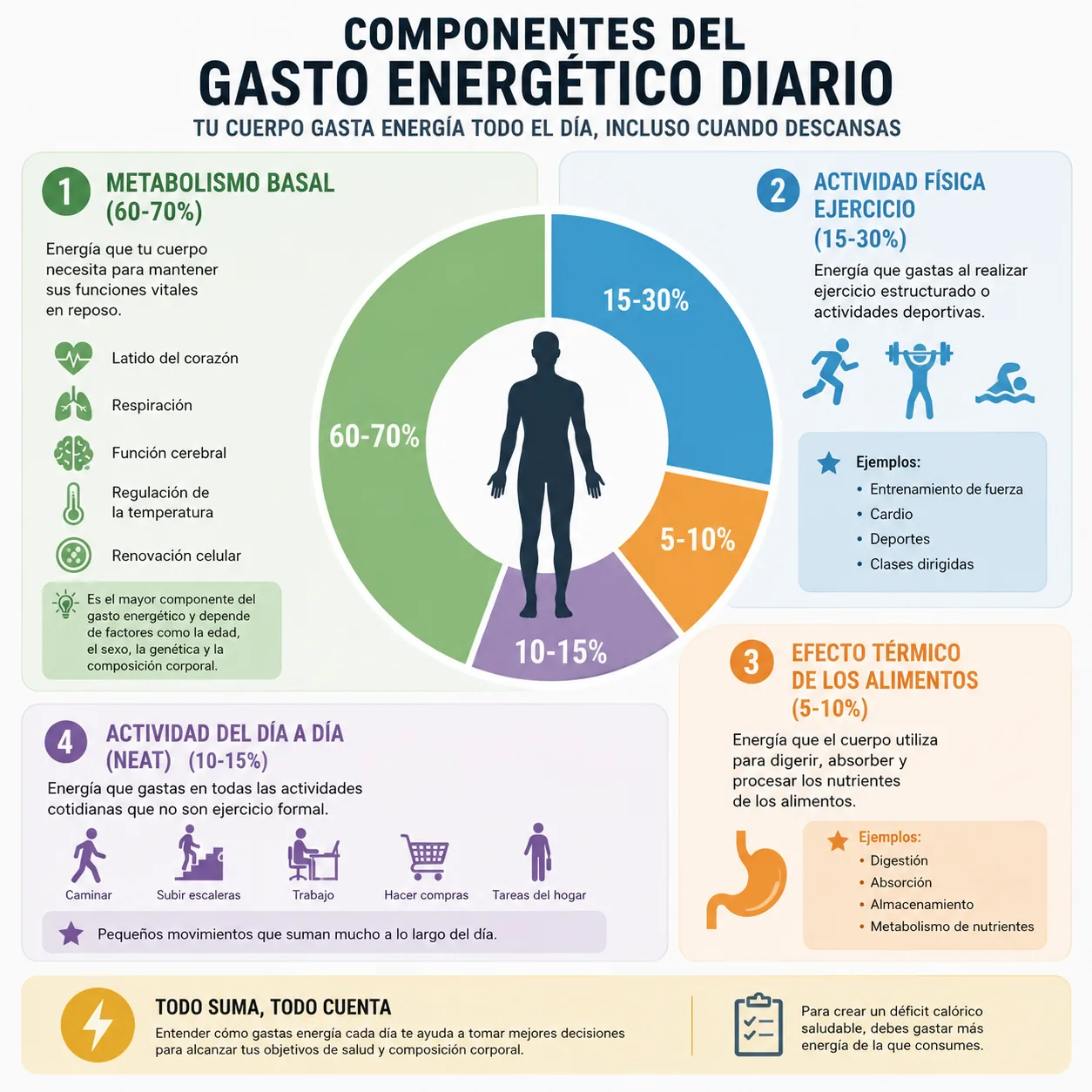 infografica che mostra le componenti del dispendio energetico giornaliero