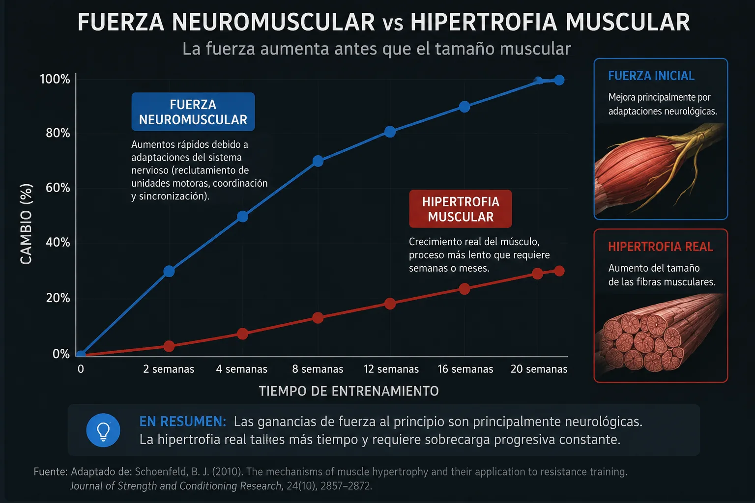 Unterschied zwischen neuromuskulärer Kraft und echter Hypertrophie